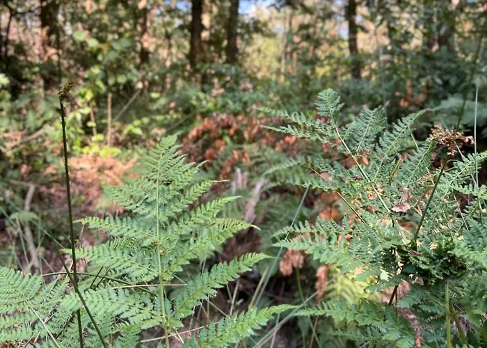 Ferienhaus Cabyn Espien, Boshuis Met Hottub Diessen