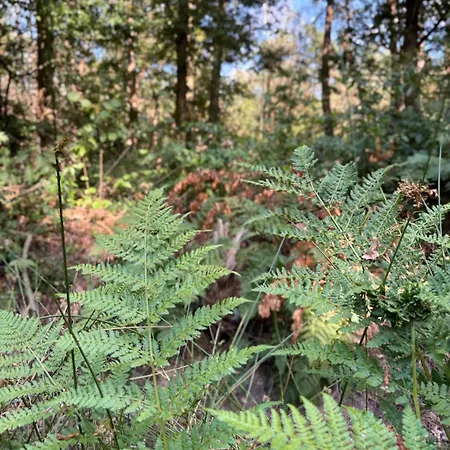 Сasa de vacaciones Cabyn Espien, Boshuis Met Hottub Diessen